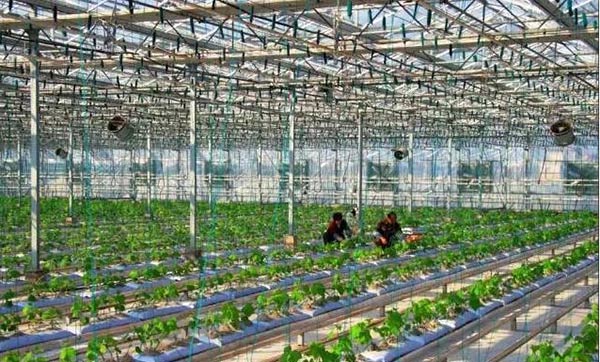 塑料種植大棚 塑料種植大棚